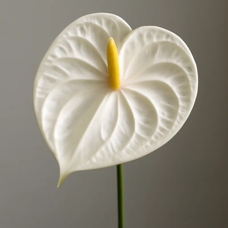 Anthurium (flamingoblomma) - weiss