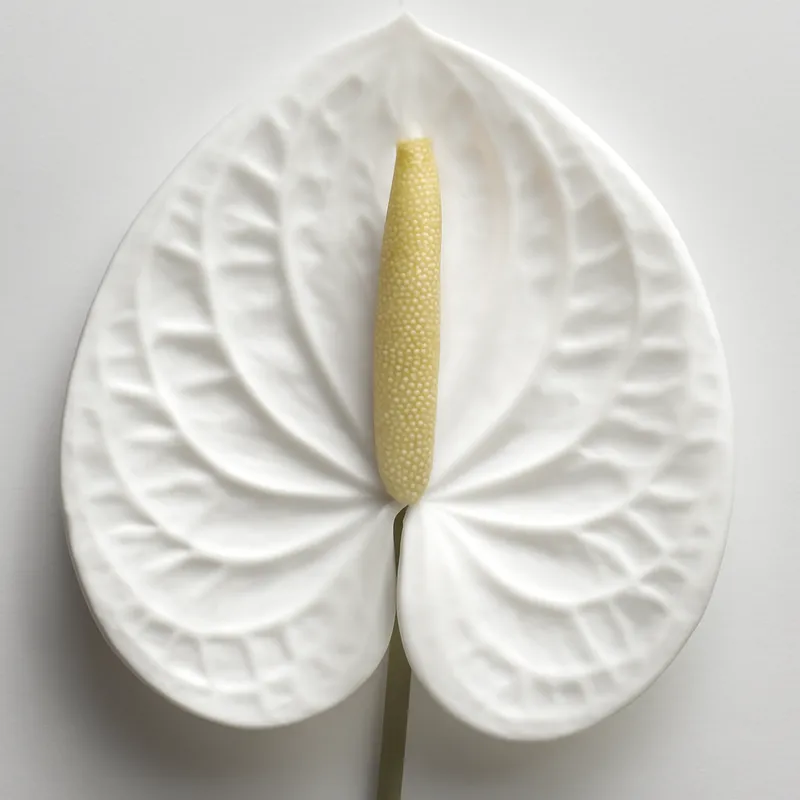 Anthurium (flamingoblomma) - weiss – Bild 2
