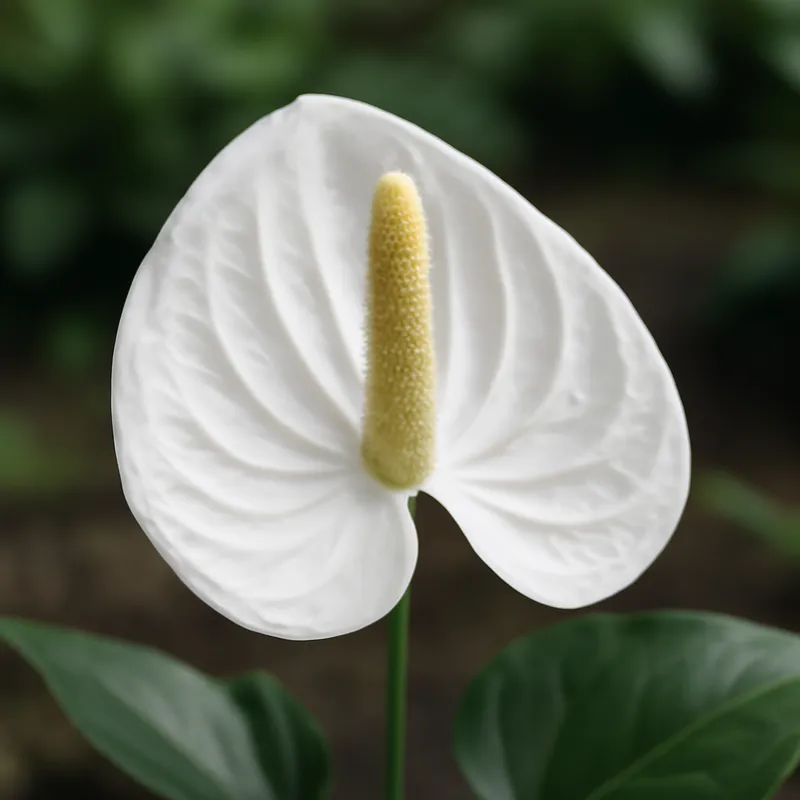 Anthurium (flamingoblomma) - weiss – Bild 4