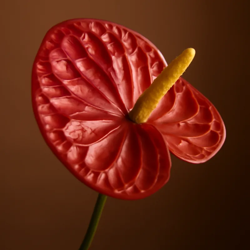 Anthurium (flamingoblomma) - klassisch