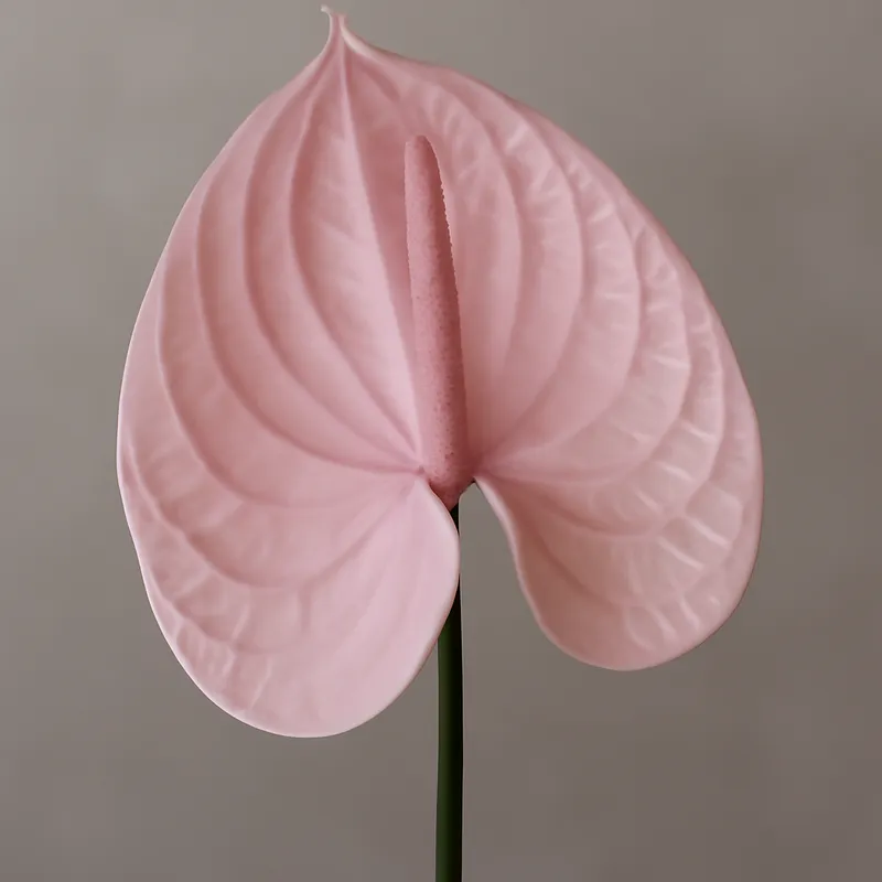Anthurium (flamingoblomma) - rosa