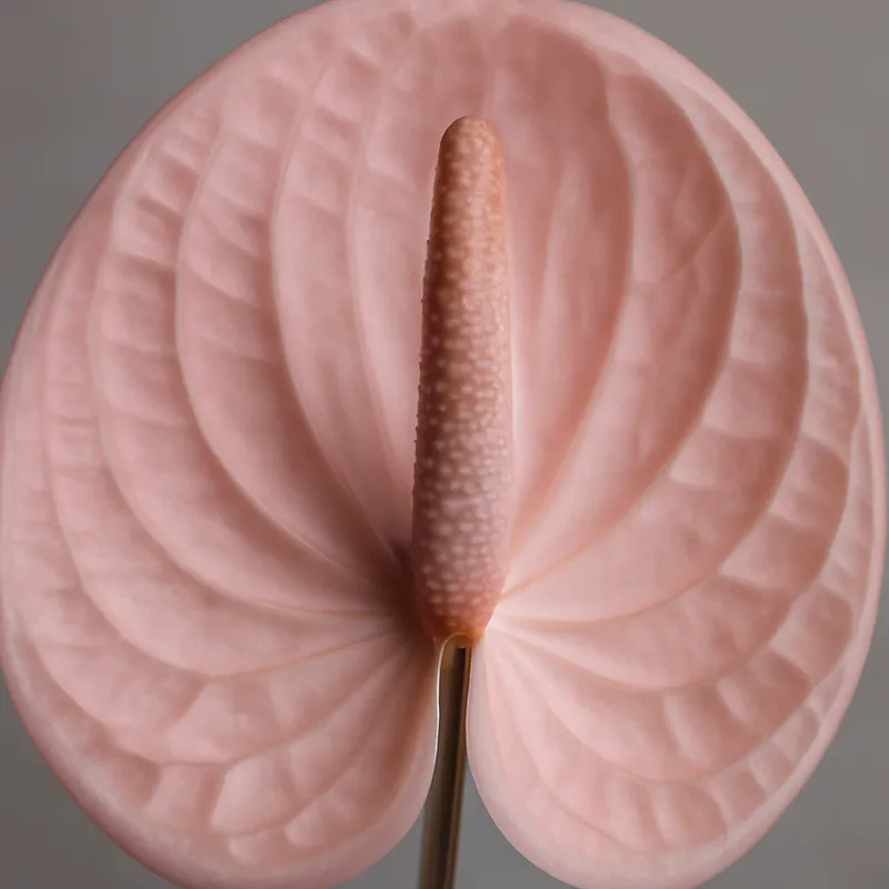 Anthurium (flamingoblomma) - rosa – Bild 2