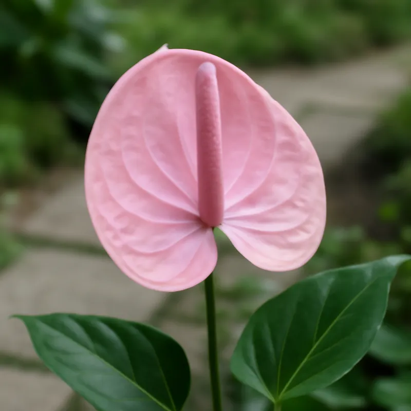 Anthurium (flamingoblomma) - rosa – Bild 4