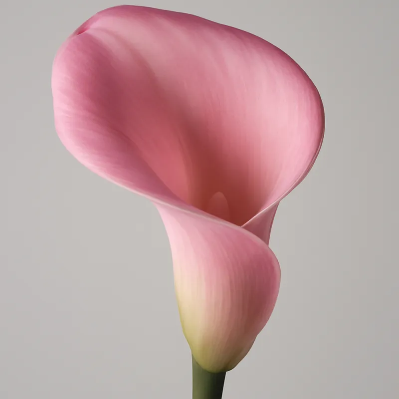 Kalla (calla) - rosa – Bild 1