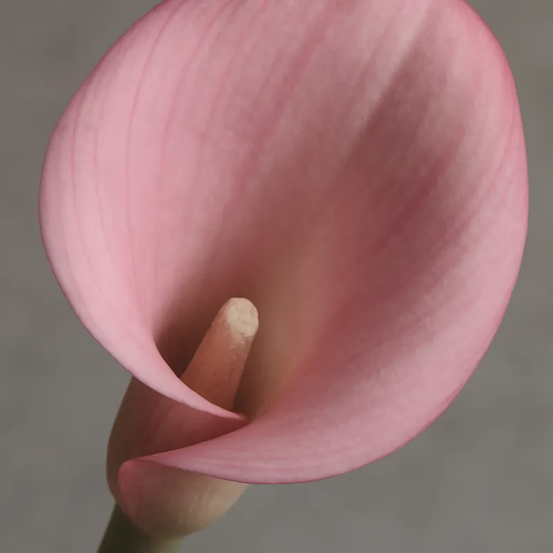 Kalla (calla) - rosa – Bild 2