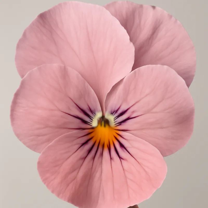 Viol - rosa – Bild 2