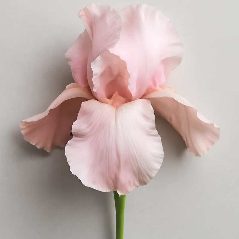 Iris - rosa – Bild 1
