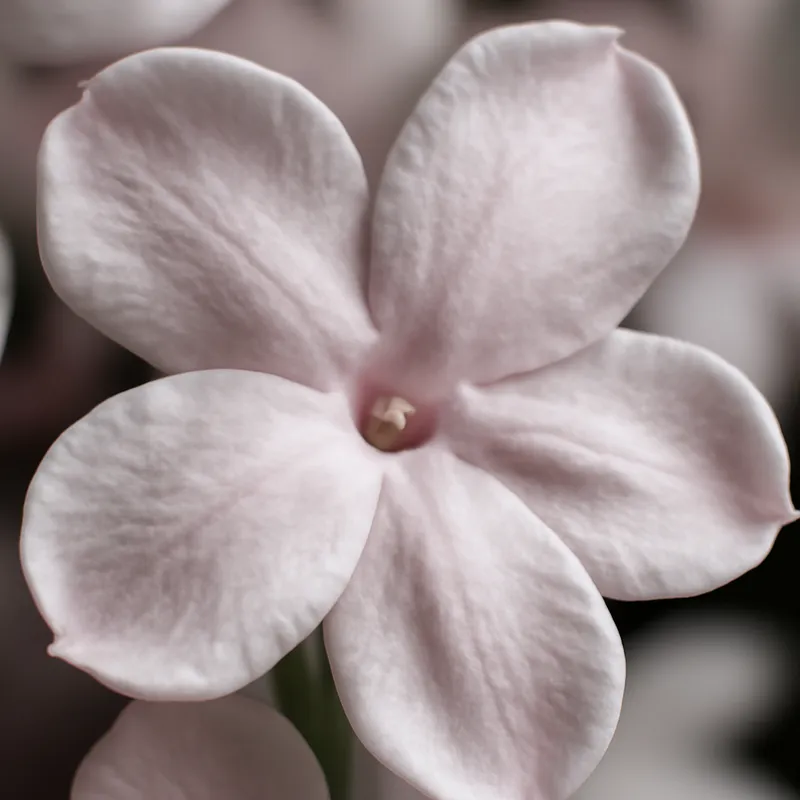 Jasmin - rosa – Bild 2