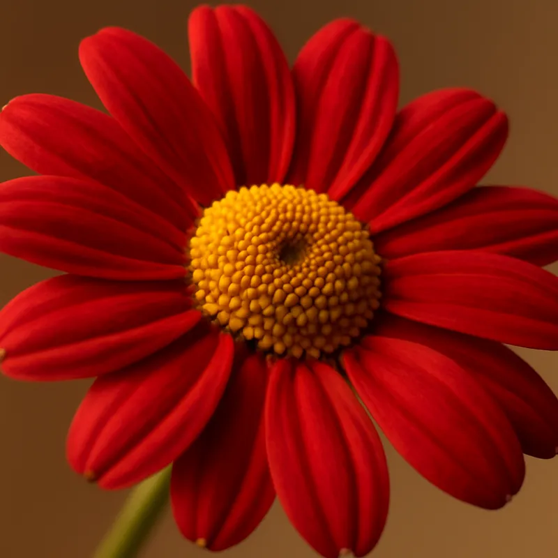 Kamille - rot – Bild 2