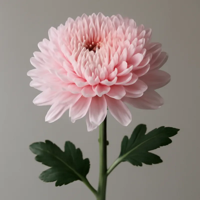 Chrysantheme - rosa – Bild 1
