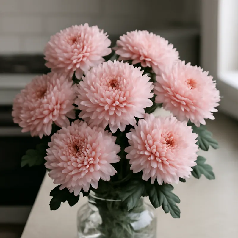 Chrysantheme - rosa – Bild 3