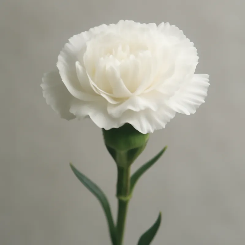 Weiße Nelke in einem eleganten Strauß