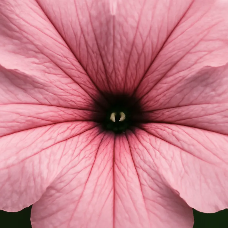 Petunia - rosa – Bild 2