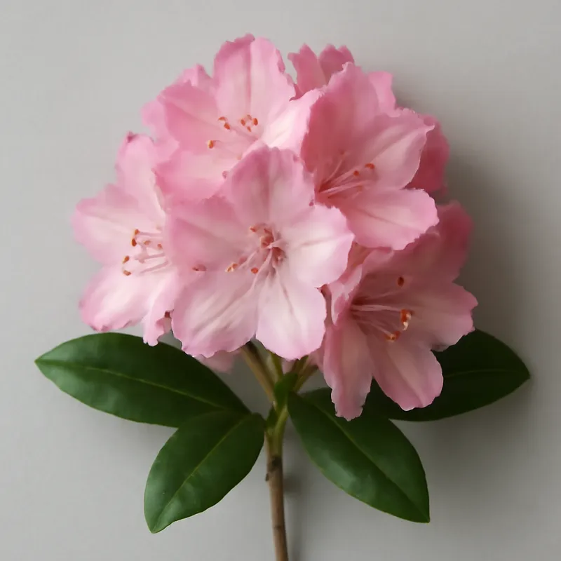 Rhododendron - rosa