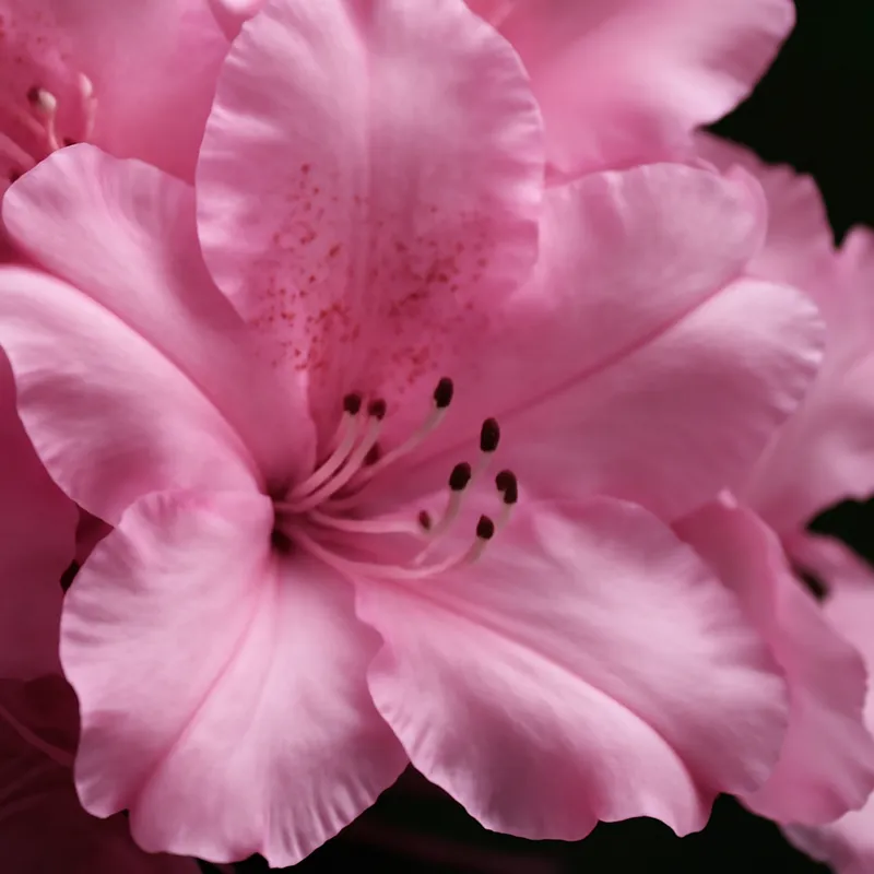 Rhododendron - rosa – Bild 2