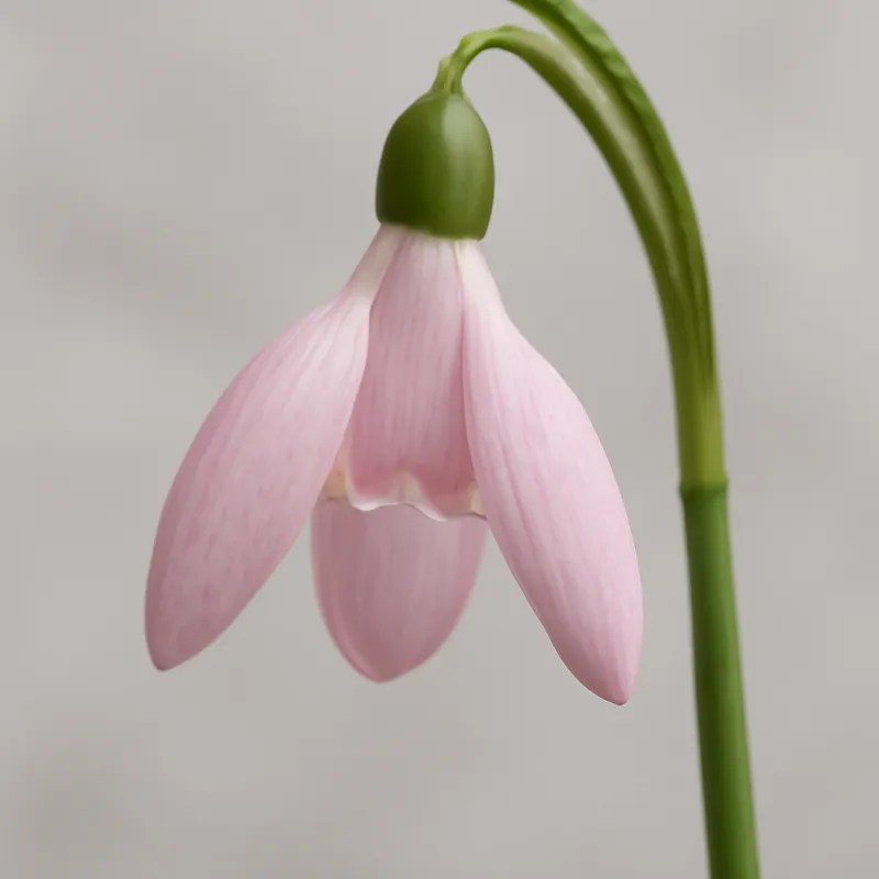 Snøklokke - rosa – Bild 1