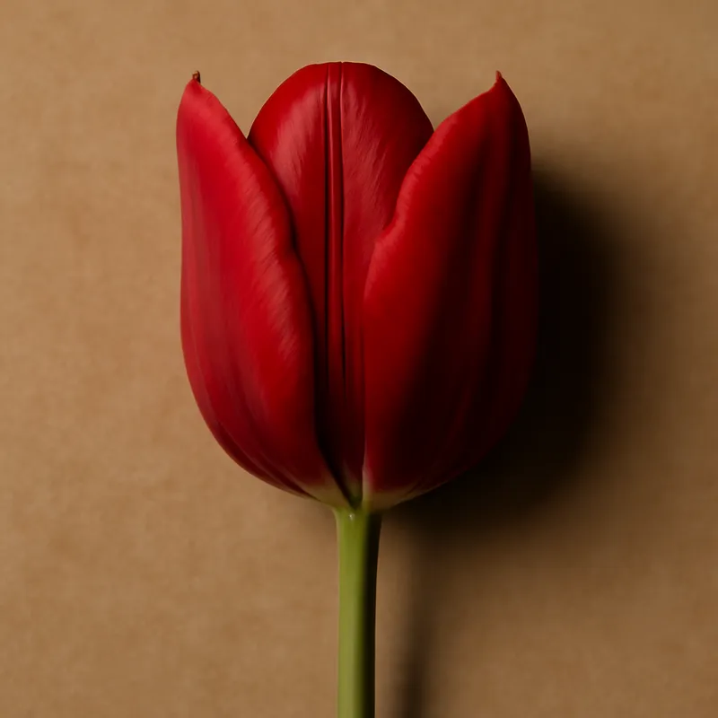 Tulpe - rot