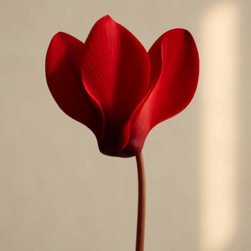 Alpenveilchen – rot – Bild 1