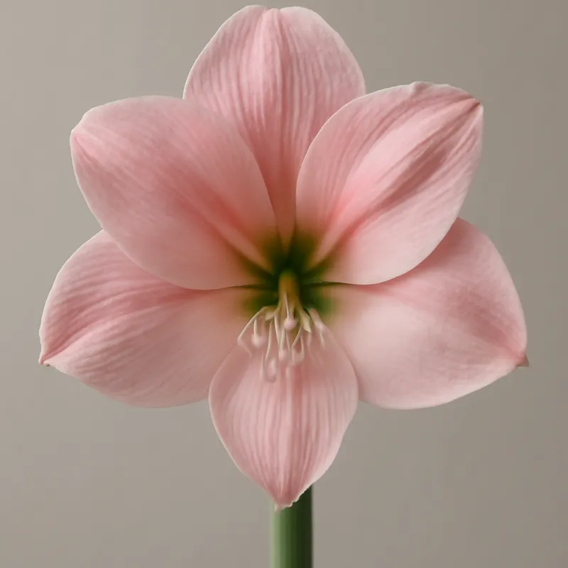 Amaryllis – Rosa – Bild 1