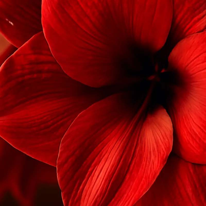 Amaryllis – rot – Bild 2