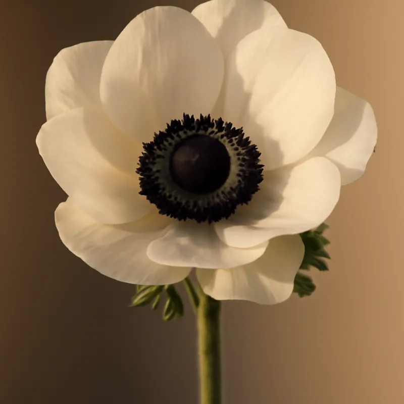 Anemone – klassisch – Bild 1