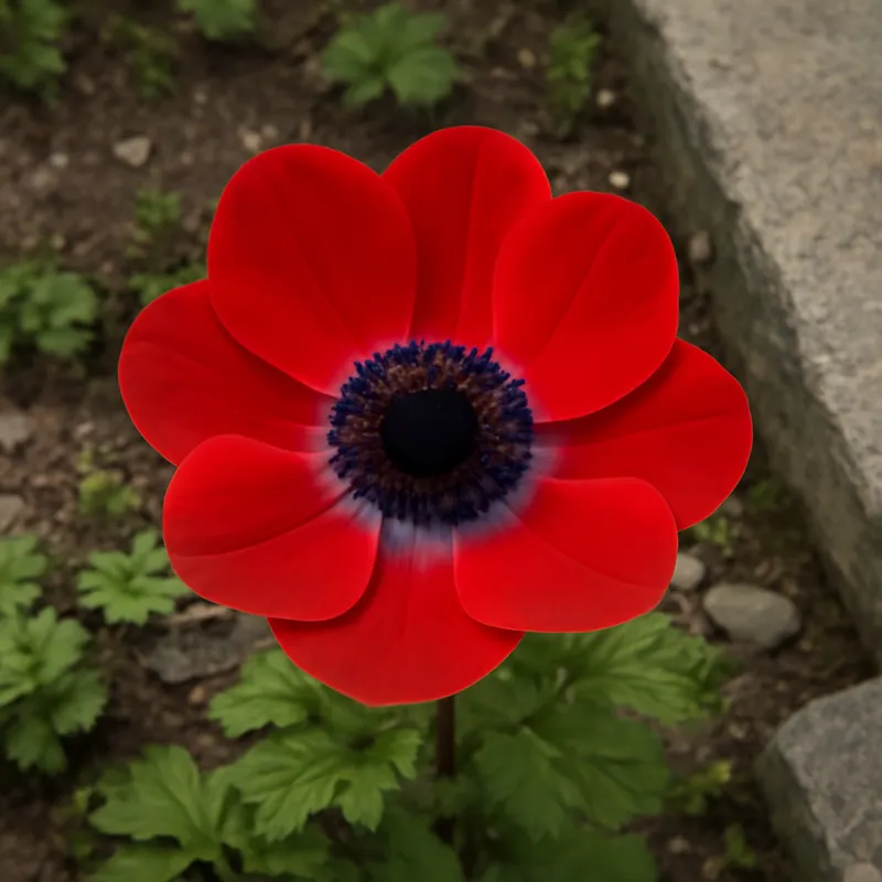 Anemone – rot – Bild 4