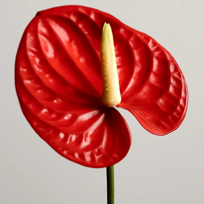 Anthurium (Flamingoblume) – rot – Bild 1