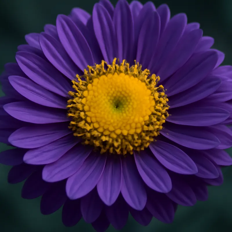 Aster – klassisch – Bild 2
