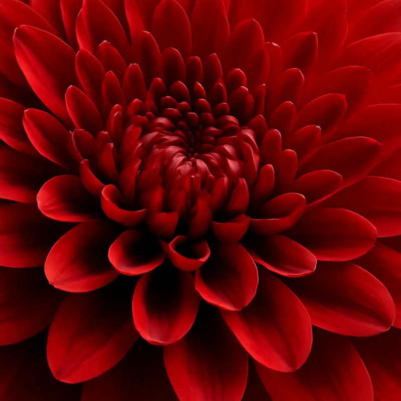 Aster – rot – Bild 2