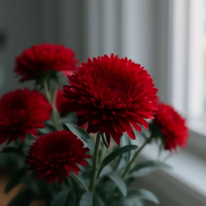 Aster – rot – Bild 3