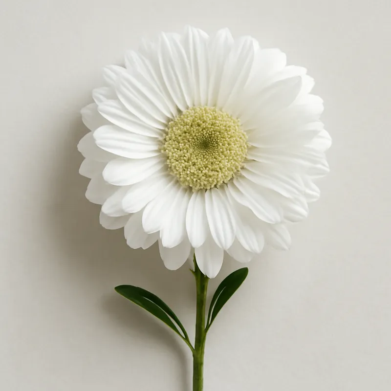 Aster – weiss – Bild 1