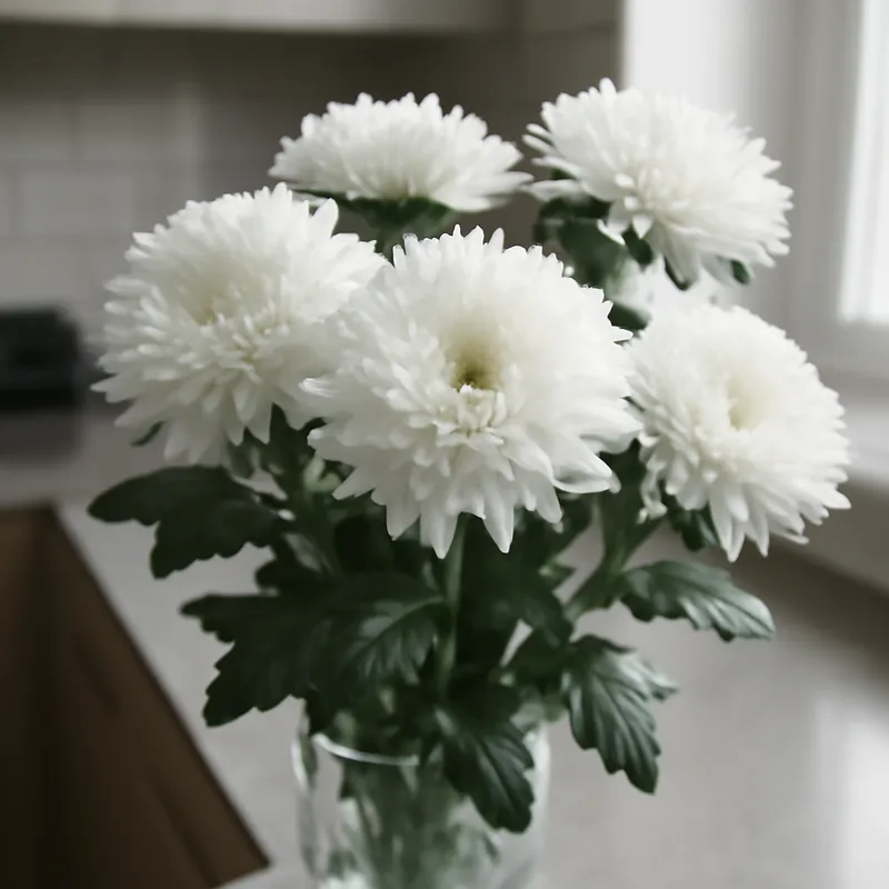 Aster – weiss – Bild 3