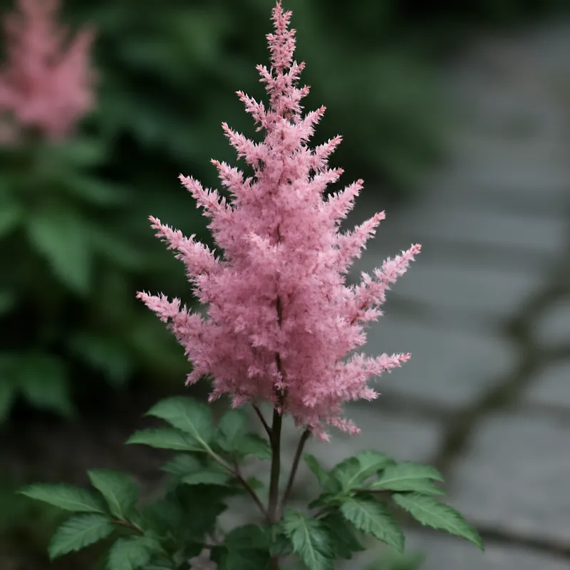 Astilbe – klassisch – Bild 4