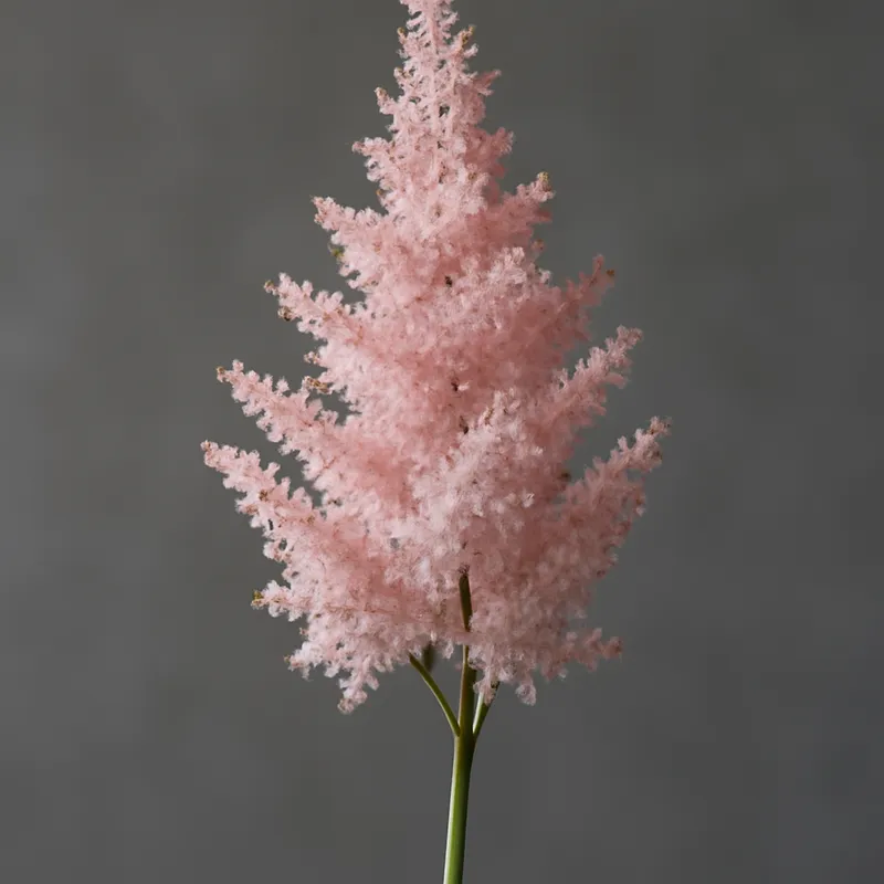Astilbe – rosa – Bild 1