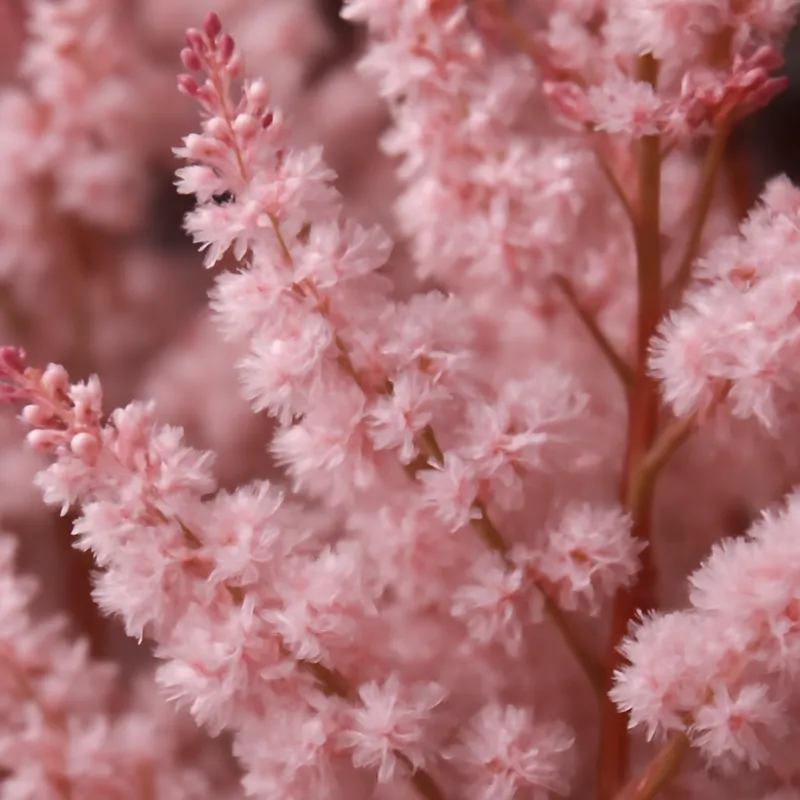 Astilbe – rosa – Bild 2