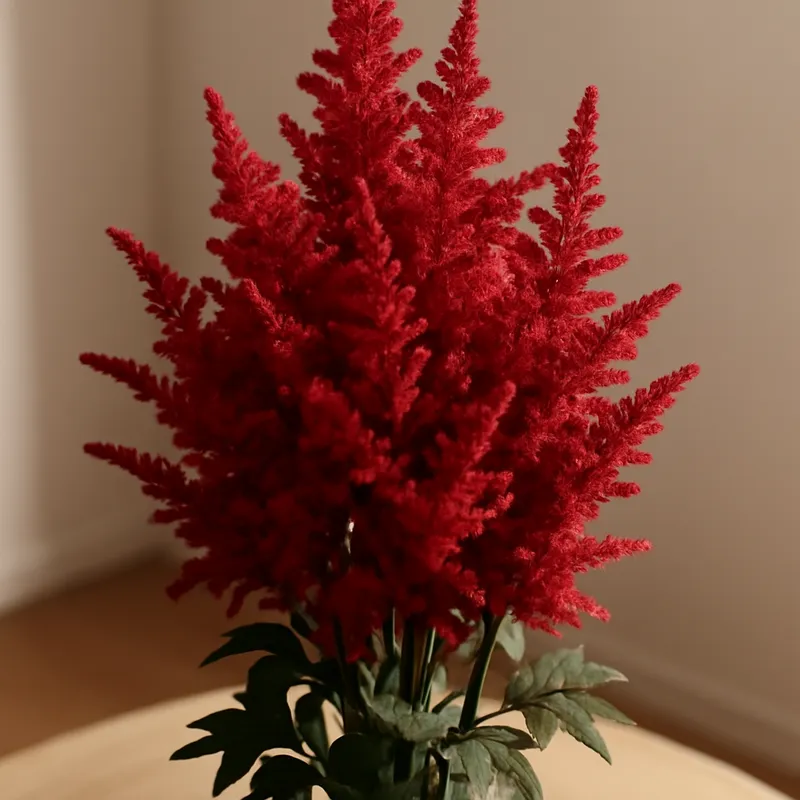 Astilbe – rot – Bild 3