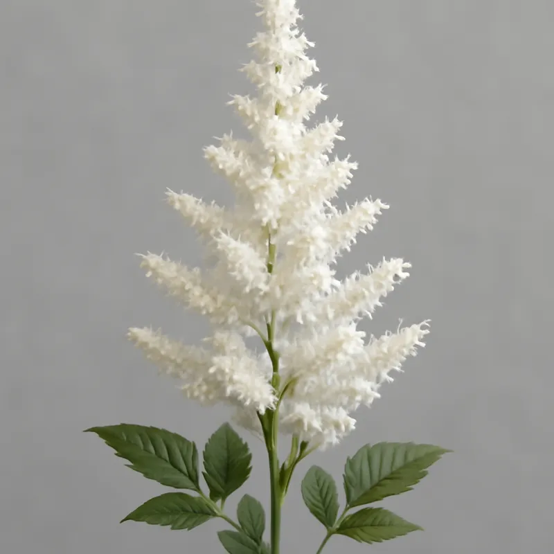 Astilbe – weiß