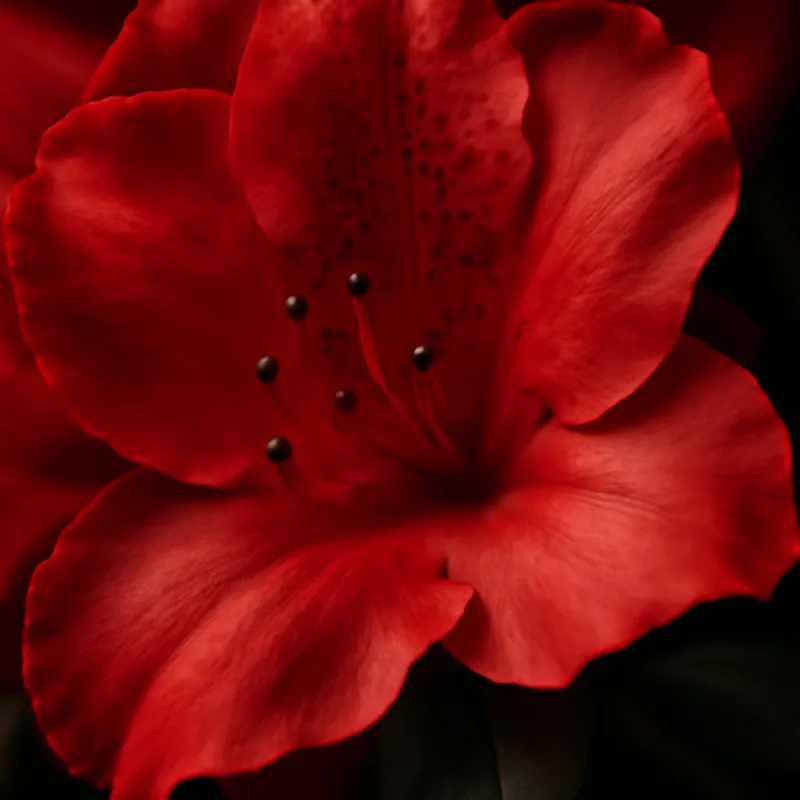 Azalee – rot – Bild 2