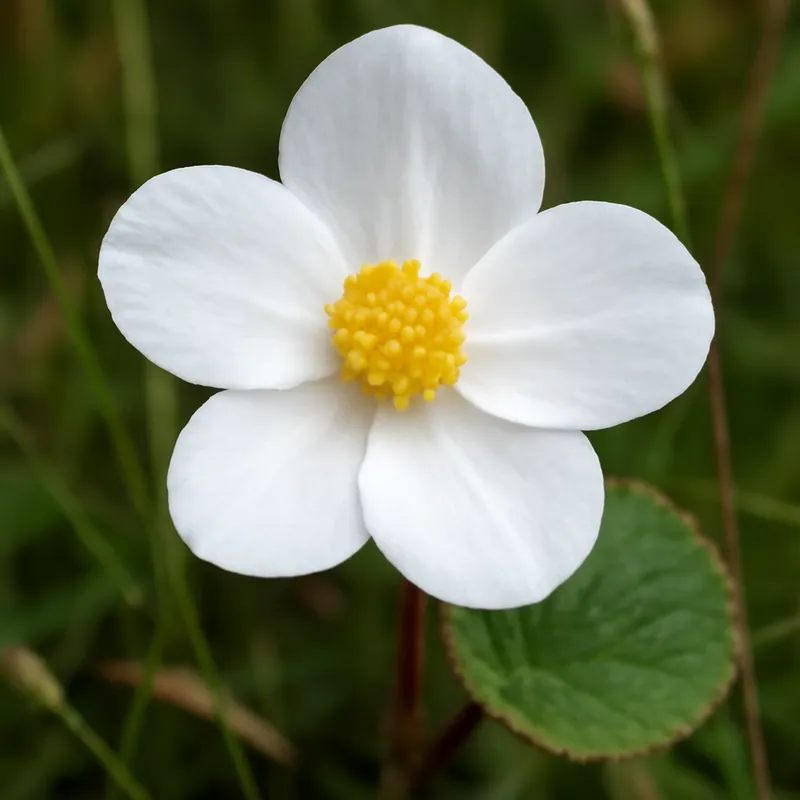 Begonie – weiß – Bild 4