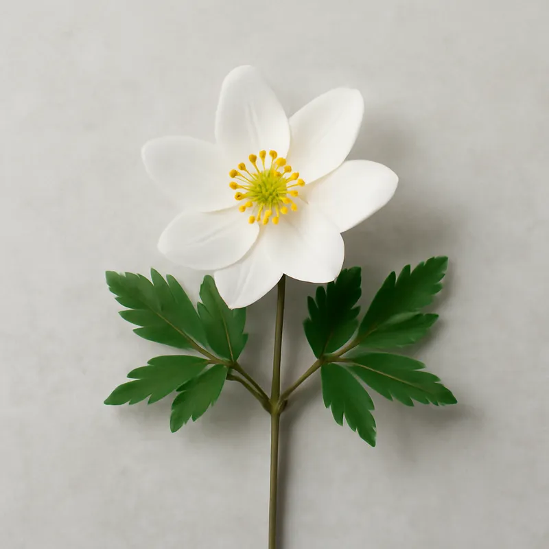 Buschwindröschen – klassisch – Bild 1