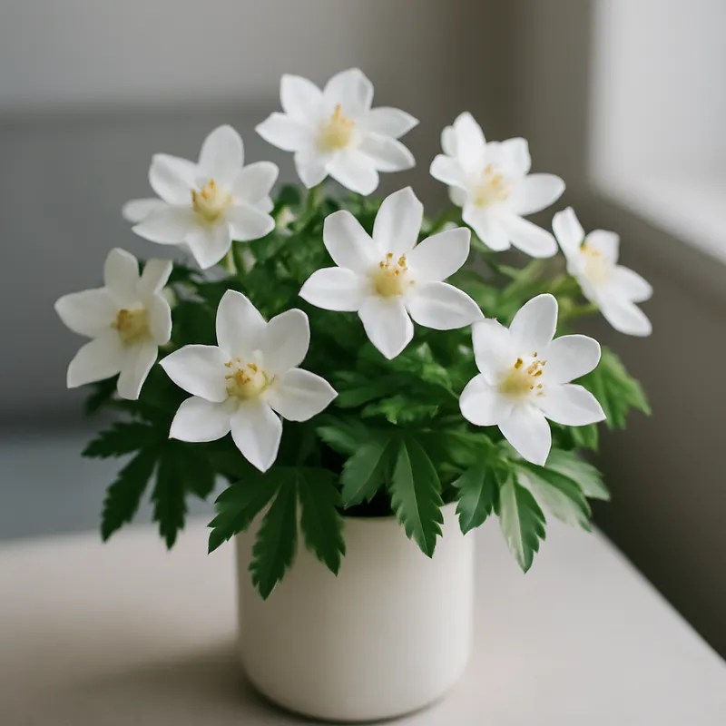 Buschwindröschen – klassisch – Bild 3