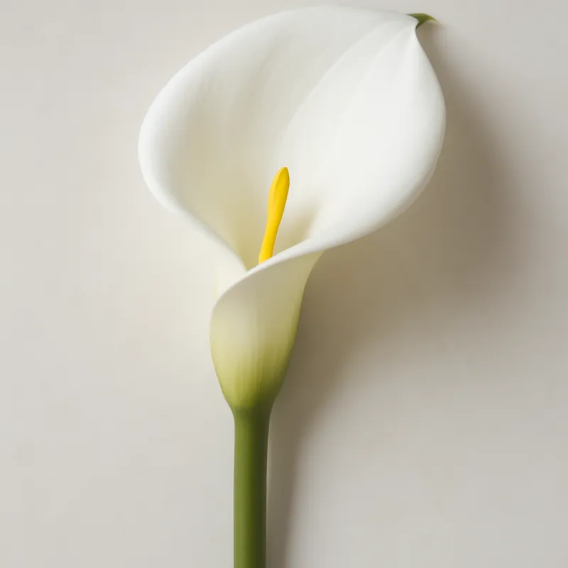 Calla – klassisch