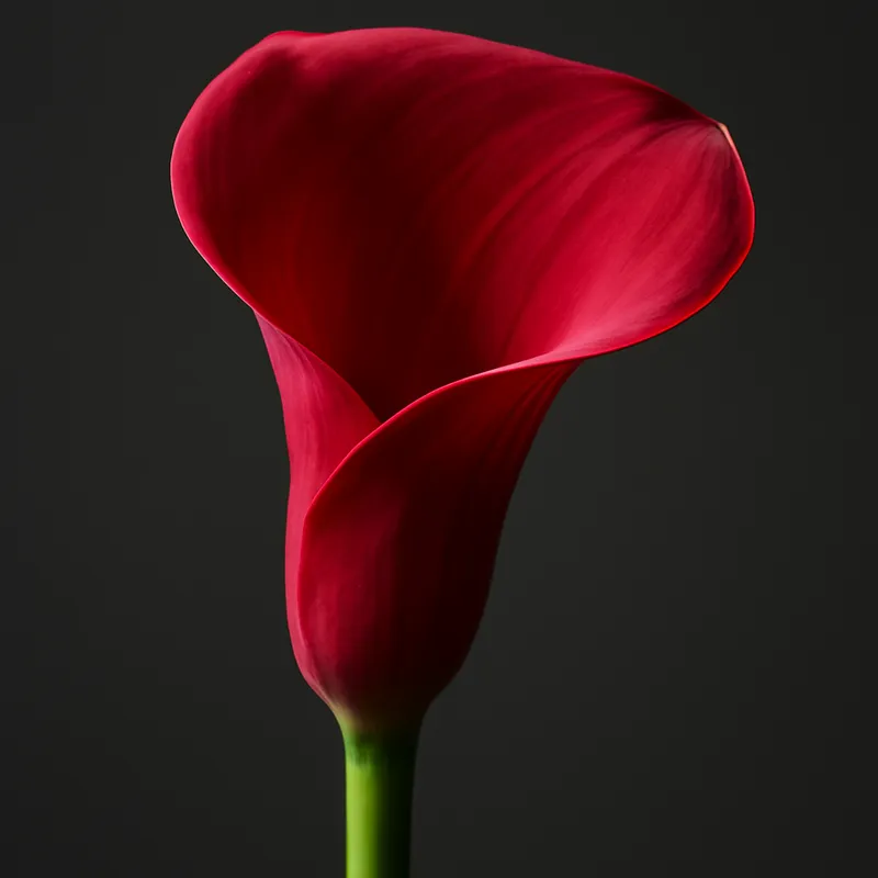 Calla – rot