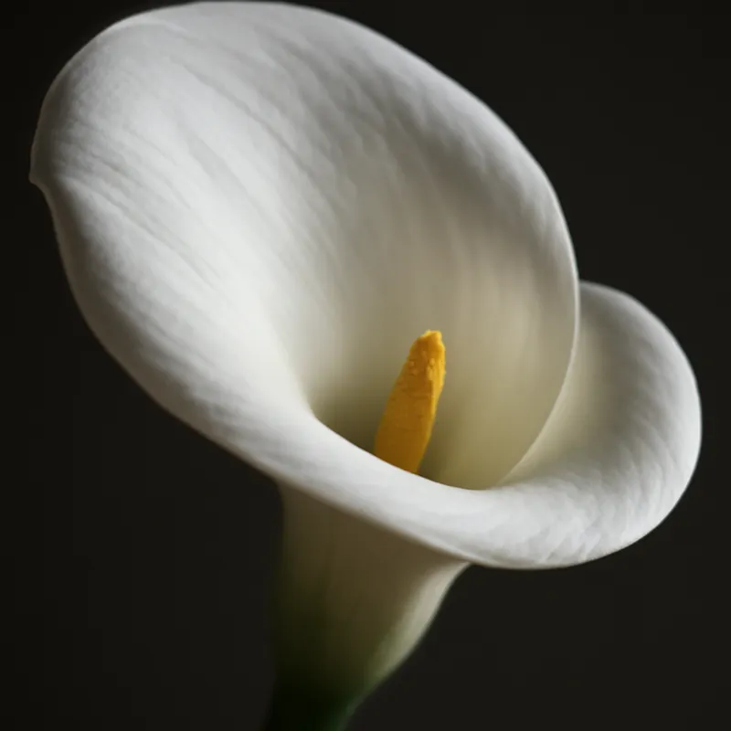 Calla – weiss – Bild 2