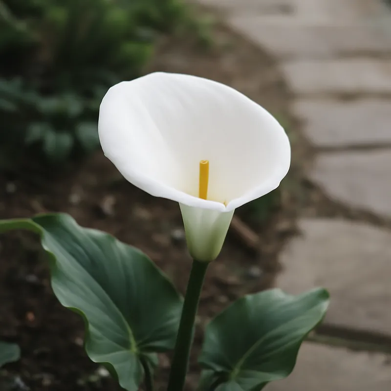 Calla – weiss – Bild 4