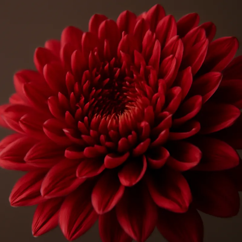 Chrysantheme – rot – Bild 2