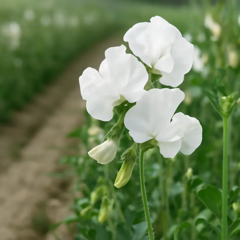 Duftwicke – weiss – Bild 4