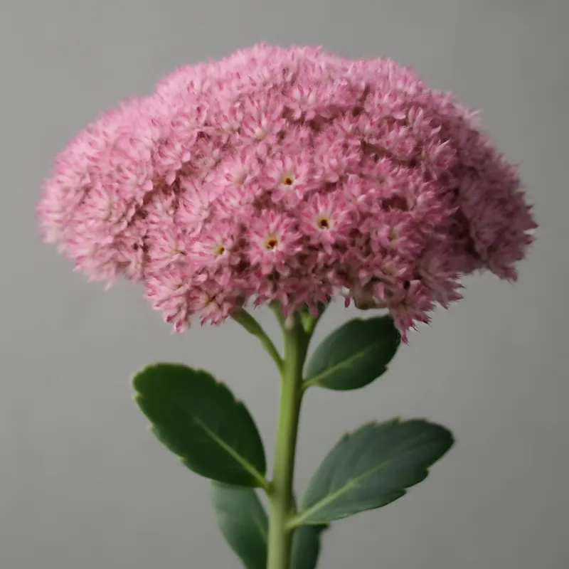 Fetthenne – rosa – Bild 1