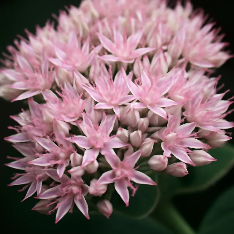 Fetthenne – rosa – Bild 2