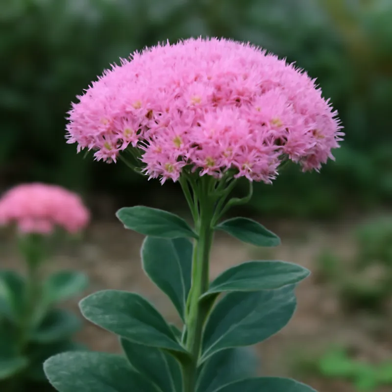 Fetthenne – rosa – Bild 4